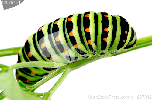 Image of Swallowtail caterpillar