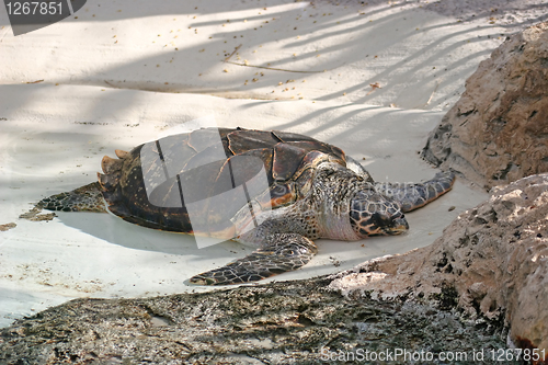 Image of Turtle