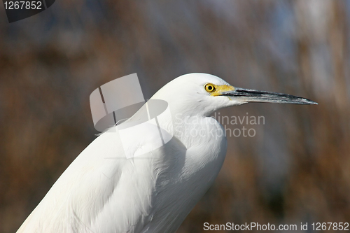 Image of Bird
