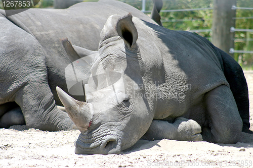 Image of Rhino