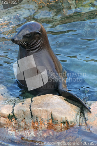 Image of Seal