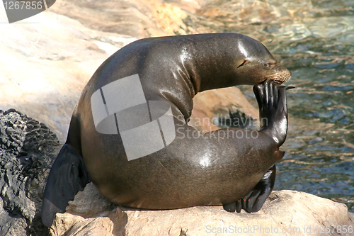 Image of Seal