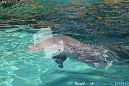 Image of Dolphin