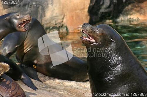 Image of Sealions