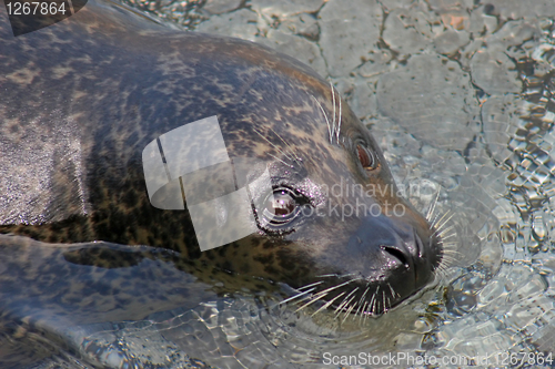 Image of Seal
