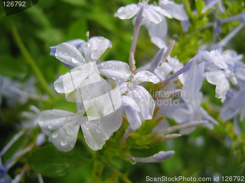 Image of Blue Flowers