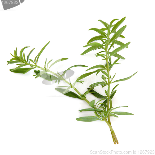 Image of Hyssop Herb Leaves