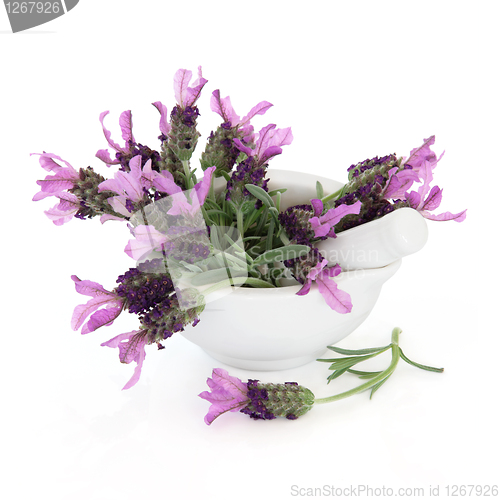 Image of Lavender Herb