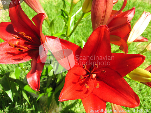 Image of Red Lillies