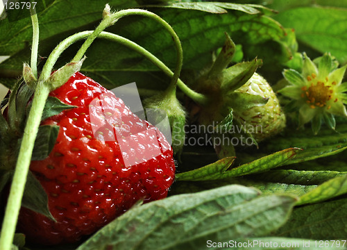 Image of strawberry in the garden