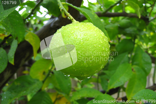 Image of Lime