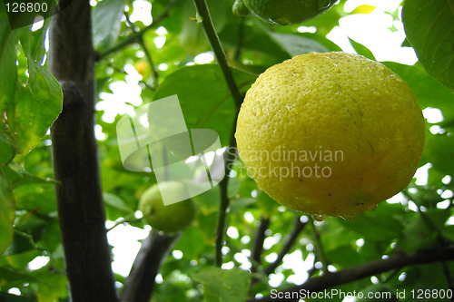 Image of Lemon