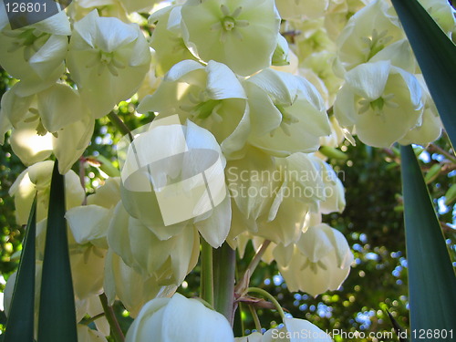 Image of White Bell Flowers