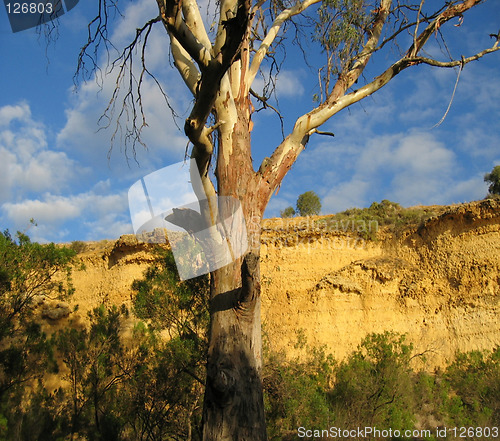 Image of Gum Tree