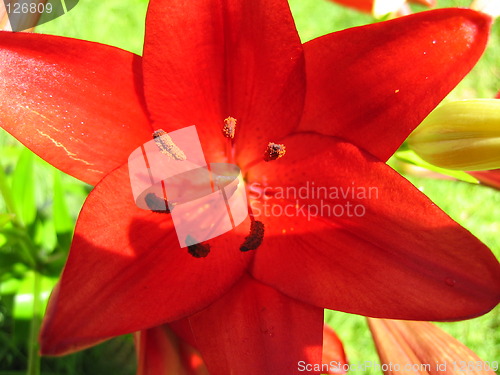Image of Red Lily