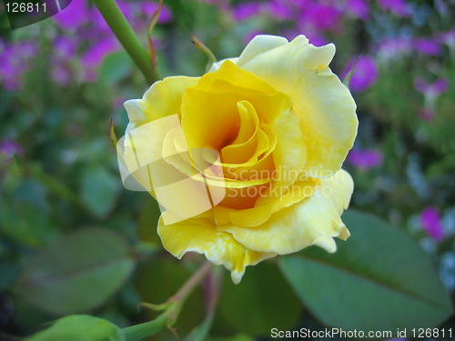 Image of Yellow Rose