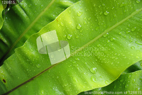 Image of Green Leaf