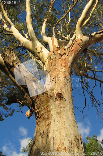 Image of Large Gum Tree