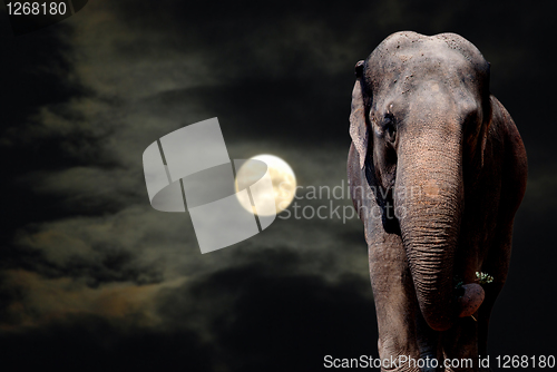 Image of Elephant in Night