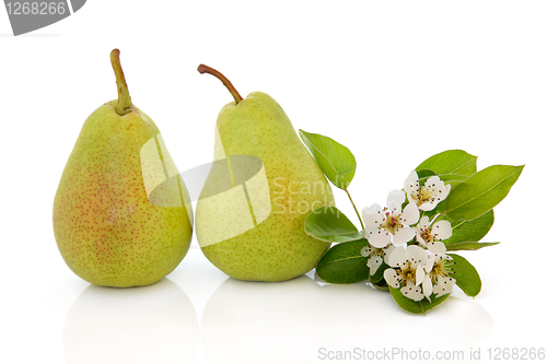 Image of Pear Fruit and Flower Blossom