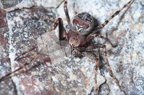 Image of Spider