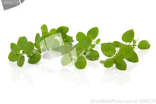 Image of Oregano Herb Leaves