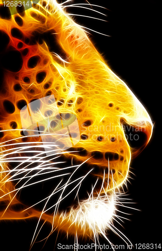 Image of Neon Isolated Close-up Leopard Face Side View