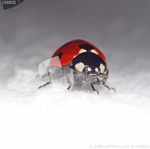 Image of Bug