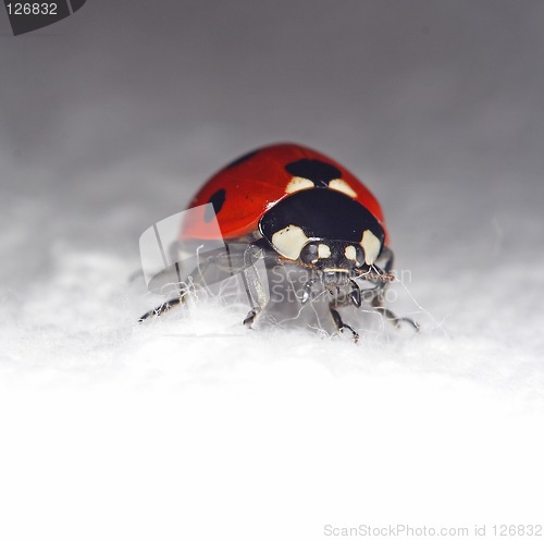 Image of Bug