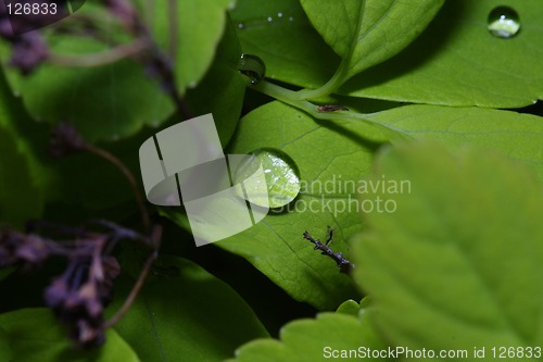 Image of Leafs