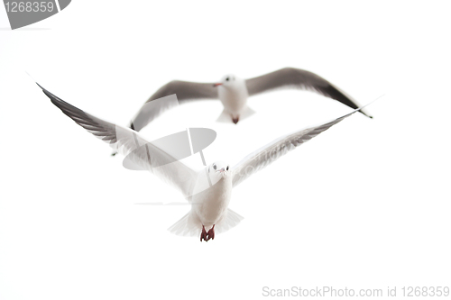 Image of seagulls