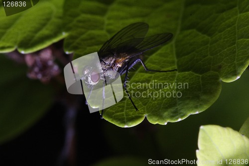 Image of Fly