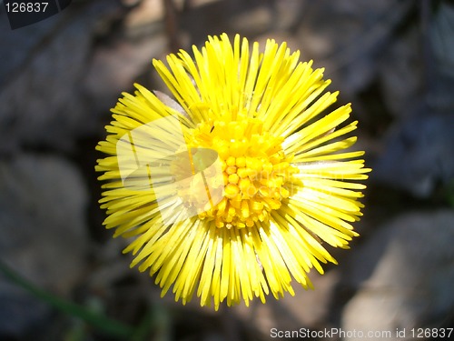 Image of Colt's-foot