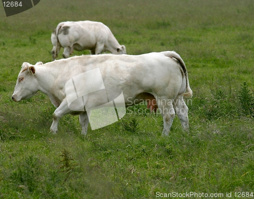 Image of cow