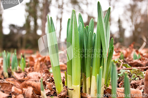 Image of daffodil shoots