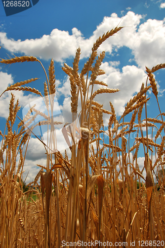 Image of Wheat field