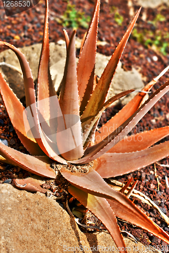 Image of Aloe