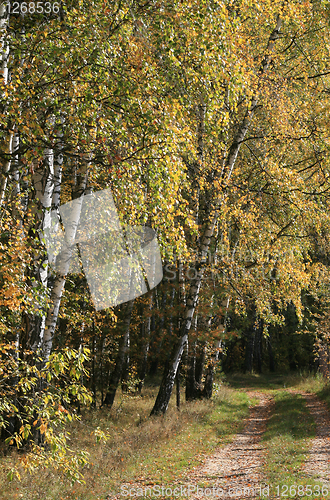 Image of autumn birch trees