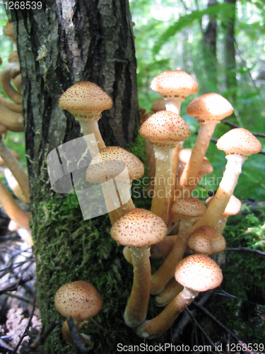 Image of honey mushrooms growing at tree