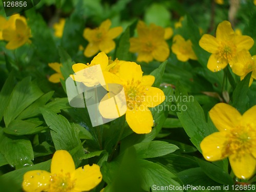 Image of Yellow Anemone