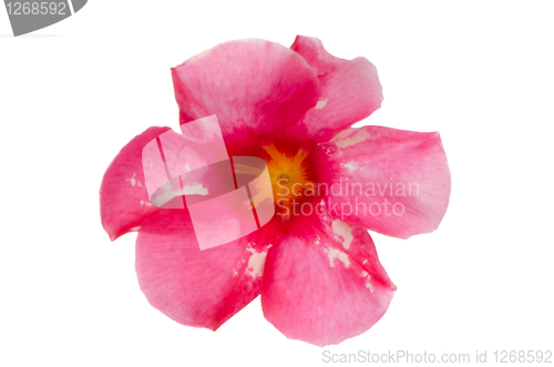 Image of Pink flowering Mandevilla