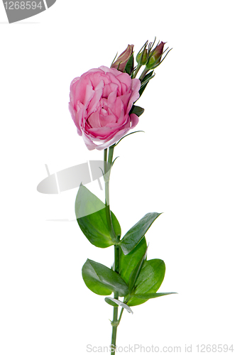 Image of Beautiful pink flower