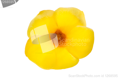 Image of Yellow flowering Mandevilla