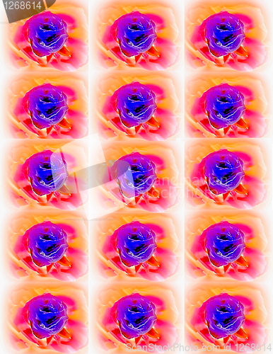 Image of roses