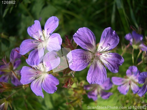 Image of Wood Crane's-bill