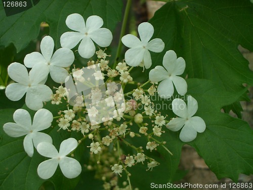 Image of Guelder-rose