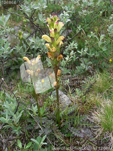 Image of Mountain Pedicularis