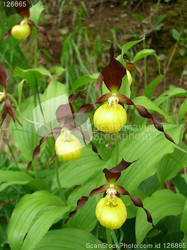 Image of Lady's Slipper