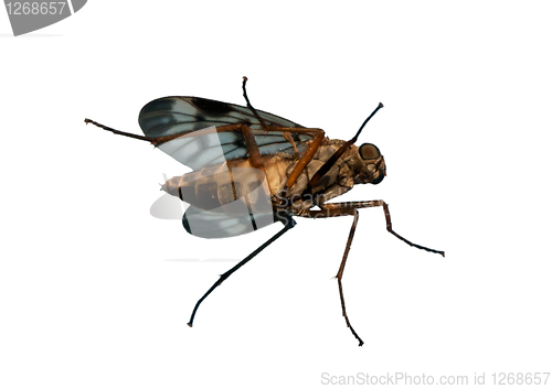 Image of fly