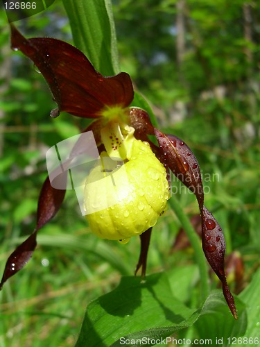 Image of Lady's Slipper